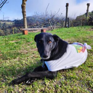 cachorro luna maximo boschi
