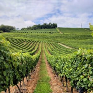 vale dos vinhedos