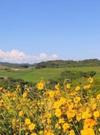vale dos vinhedos bento goncalves