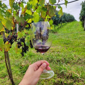 vinho na vinicola rarita