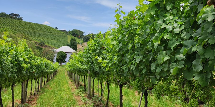 vinicola calza