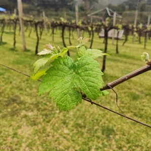 vinicola larentis outorno